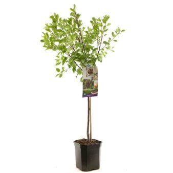 Blomme 'Opal' A-Kvalitet, 5 Liter potte