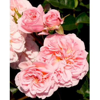 'Pirouette'