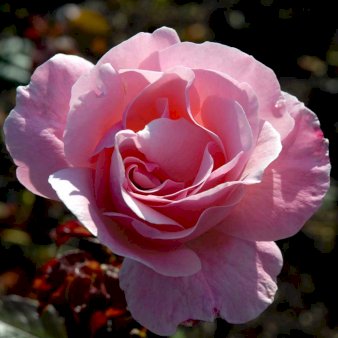 Rose 'Queen Elisabeth'