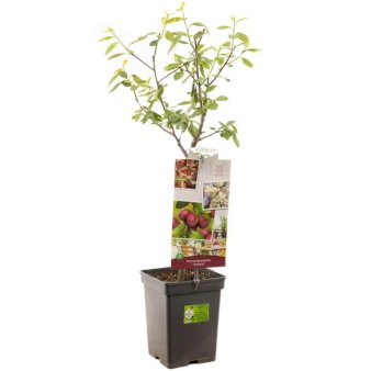 Blomme 'Victoria' 3,5 liter potte