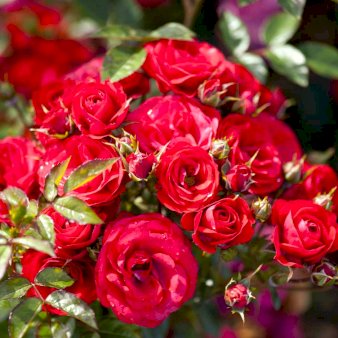 'Ruby Border'® A-Kvalitet,- barrods roser min. 3 grene