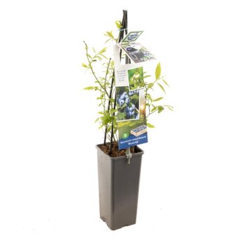 Storfrugtet Blåbær 'Blue Crop' Potte 2,0 liter,- Opbundet