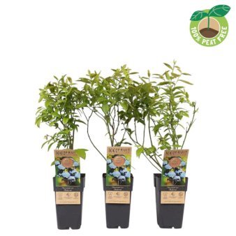 Storfrugtet Blåbær 'Blue Crop' 2 Liter potte