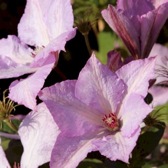 Klematis 'Margaret Hunt' Potte 2,0 liter,- Opbundet