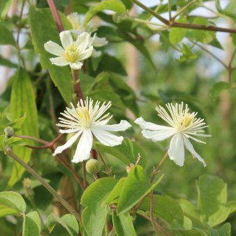 Klematis 'Paul Farges' Potte 2,0 liter,- Opbundet