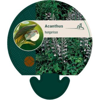 Ungarsk Akantus