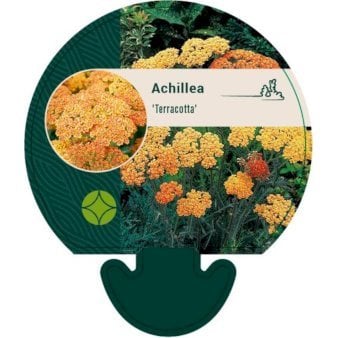 Almindelig Røllike 'Terracotta'