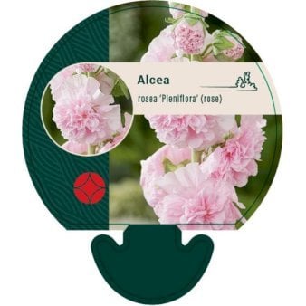 Stokrose 'Pleniflora'