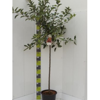 Paradisæble 'Golden Hornet' Potte 5,0 liter,- 60-100 cm.