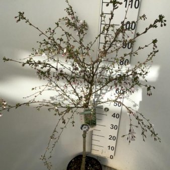 Prydkirsebær 'Hally Jolivette' Opstammet 60 cm. 5 liter potte