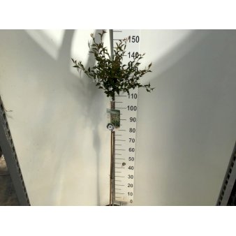 Prydkirsebær 'Hally Jolivette' Opstammet 120 cm. 7,5 liter potte