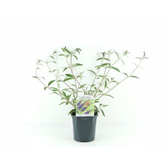 Sommerfuglebusk 'Empire Blue' 2 Liter potte