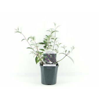 Sommerfuglebusk 'Black Knight' 2 Liter potte