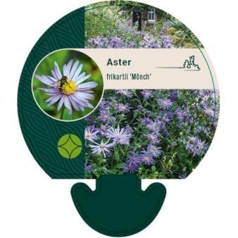 Asters