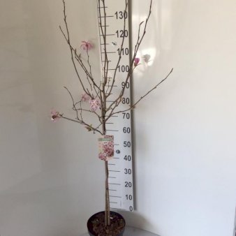 Magnolia 'Leonard Messel' Opstammet 60 cm. 7,5 liter potte