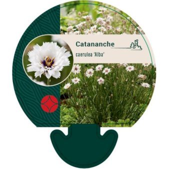 Rasleblomst