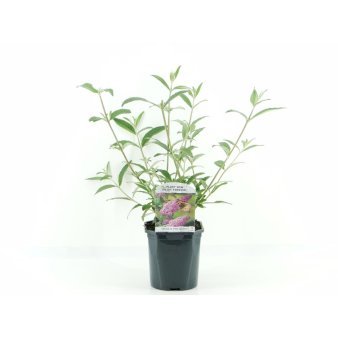 Sommerfuglebusk 'Pink Delight' 2 Liter potte