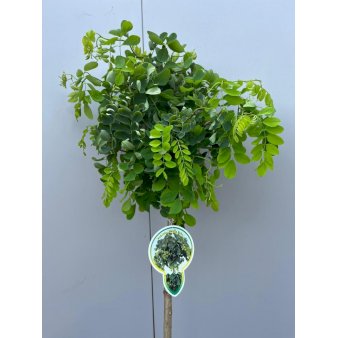 Robinia pseudoacacia 'Twisty Baby' Opstammet 60 cm. 7,5 liter potte