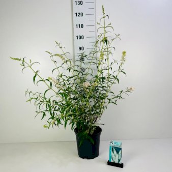 Sommerfuglebusk 'White Profusion' Potte 6,5 liter 50-60 cm.