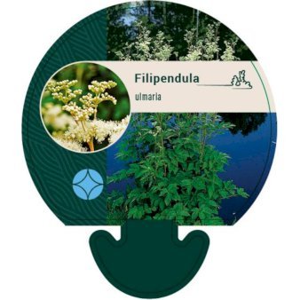Almindelig Mjødurt