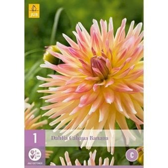 Dahlia Cabana Banana