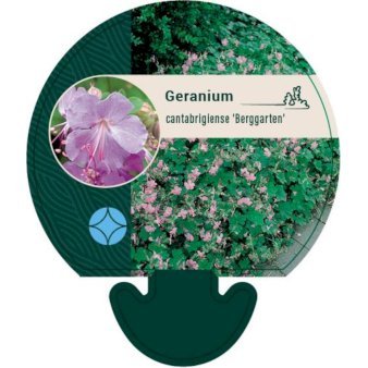 Engelsk Storkenæb 'Berggarten'