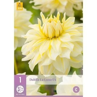Dahlia La Luna US