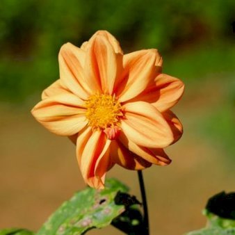 Dahlia G.F. Hemerik