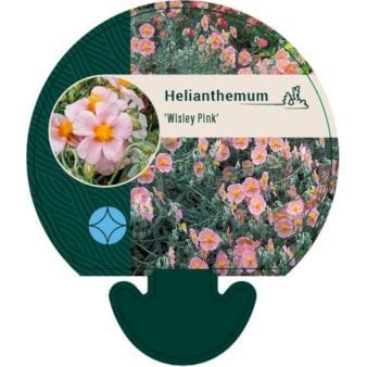 Soløje 'Wisley Pink'
