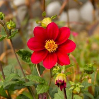 Dahlia Topmix Red