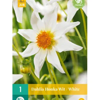Dahlia Honka Wit / White
