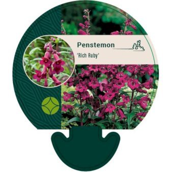 Rørblomst