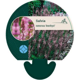 Staudesalvie 'Amethyst'
