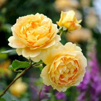 Austinrose 'Golden Celebration'