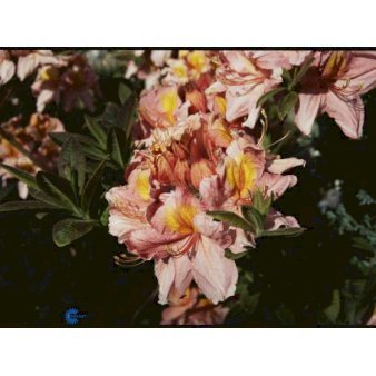 Azalea 'Berryrose' Potte 10 liter 50-60 cm.