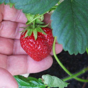 Jordbær 'Malwina' 10,5 cm potte