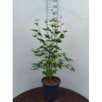 Japansk løn Potte 15 liter,- 80-100 cm.