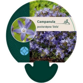 Stjerneklokke 'Stella'