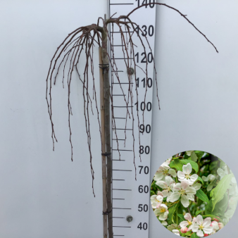 Paradisæble 'Fontana'