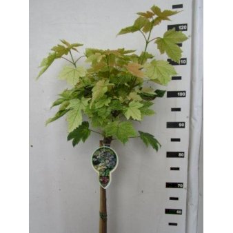 Acer Pseudoplatanus 'Simon-Louis Freres' Opstammet 80 cm., 5 Liter potte