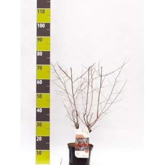 Havtorn (ej kønssorterede)