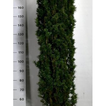 Almindelig Taks 'Robusta' Potte 65 liter,- 175-200 cm.