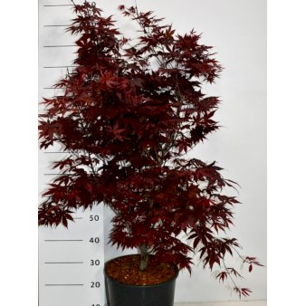 Japansk Ahorn 'Bloodgood' Potte 18 liter,- 125-150 cm.