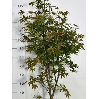 Japansk Ahorn 'Bloodgood' Potte 25 liter,- 150-175 cm