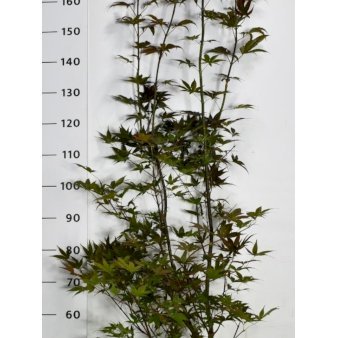 Japansk Ahorn 'Bloodgood' Potte 18 liter,- 150-175 cm.
