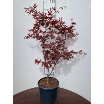 Japansk Ahorn 'Bloodgood' Potte 10 liter,- 80-100 cm.