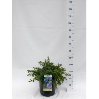 Amerikansk Syren 'Repens' Potte 10 liter 40-50 cm.