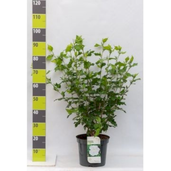 Syrisk Rose 'Diana' Potte 7,5 liter 70-80 cm.
