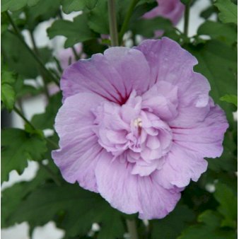 Syrisk Rose 'Lavender Chiffon' (R) Opstammet 50 cm. med potte