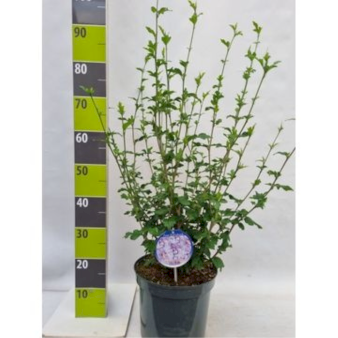 Syrisk Rose 'Lavender Chiffon' (R) Potte 7,5 liter 60-70 cm.